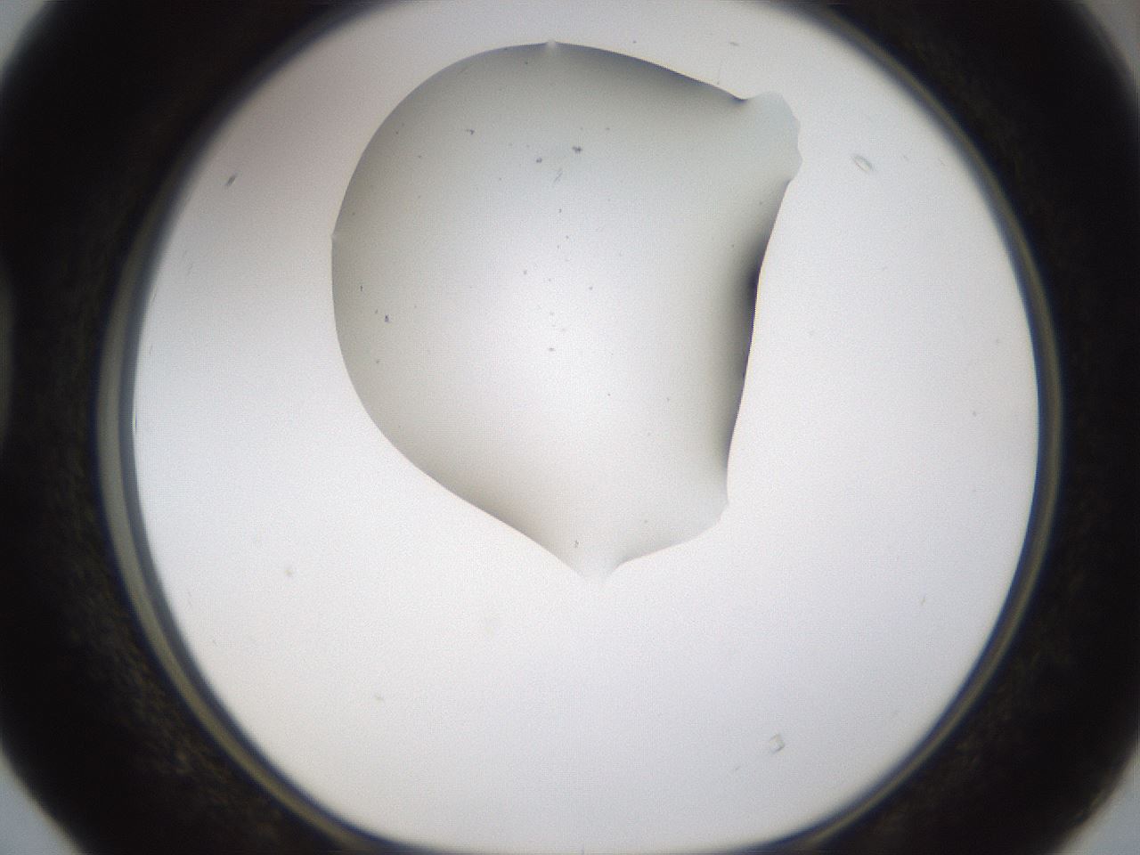 folderID281_plateID3281_batchID19028_wellNum40_profileID1_d1_r289603_ef.jpg