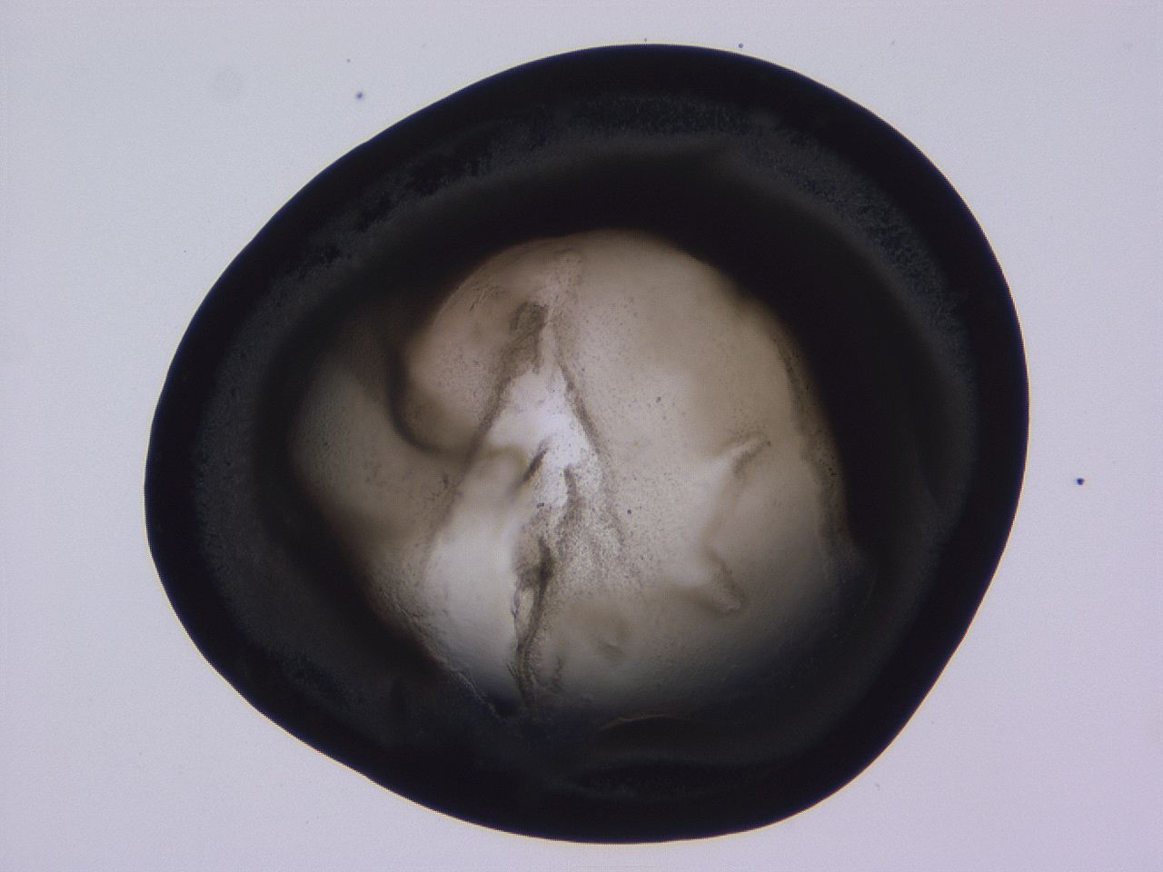 04vc_D3_ImagerDefaults_3.jpg