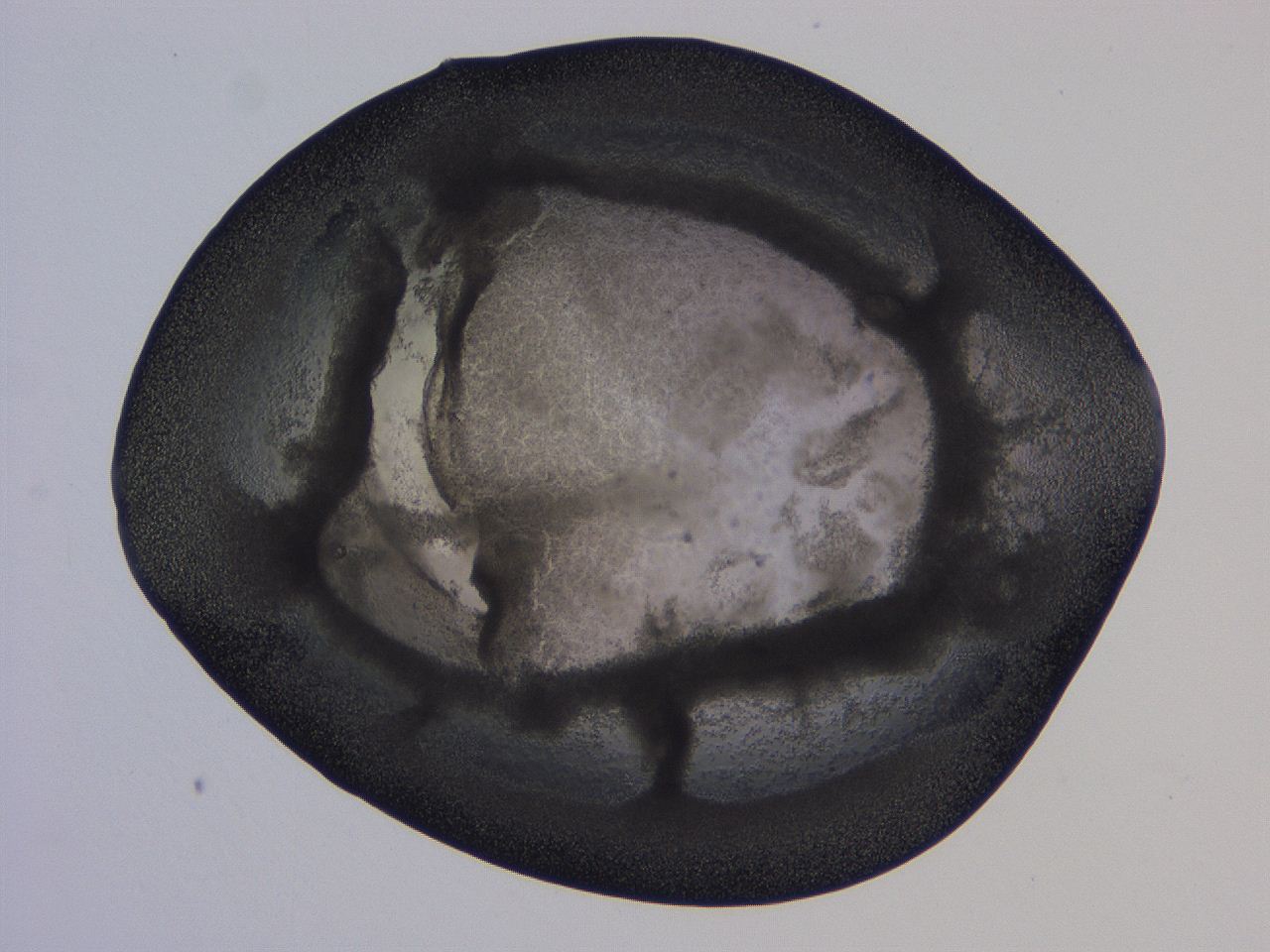04vc_G12_ImagerDefaults_3.jpg