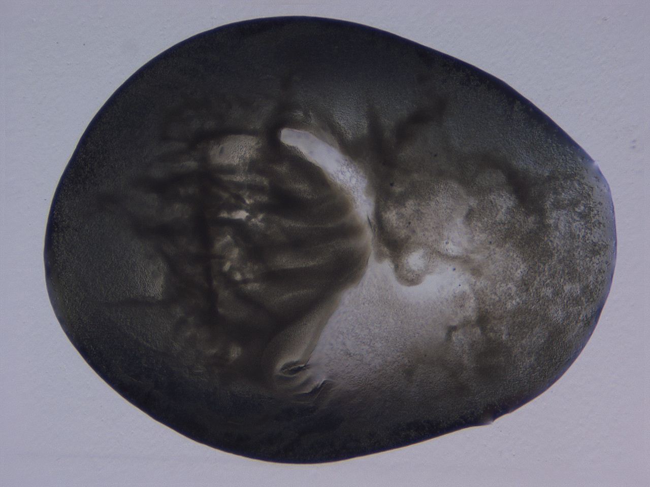 04vc_H4_ImagerDefaults_3.jpg
