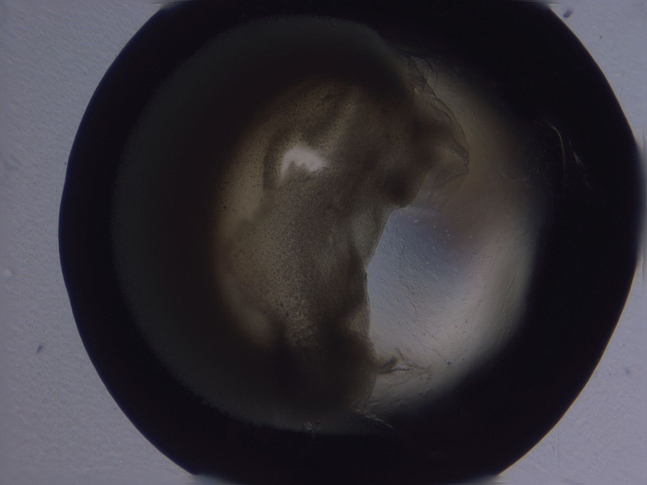 04vc_H5_ImagerDefaults_3.jpg