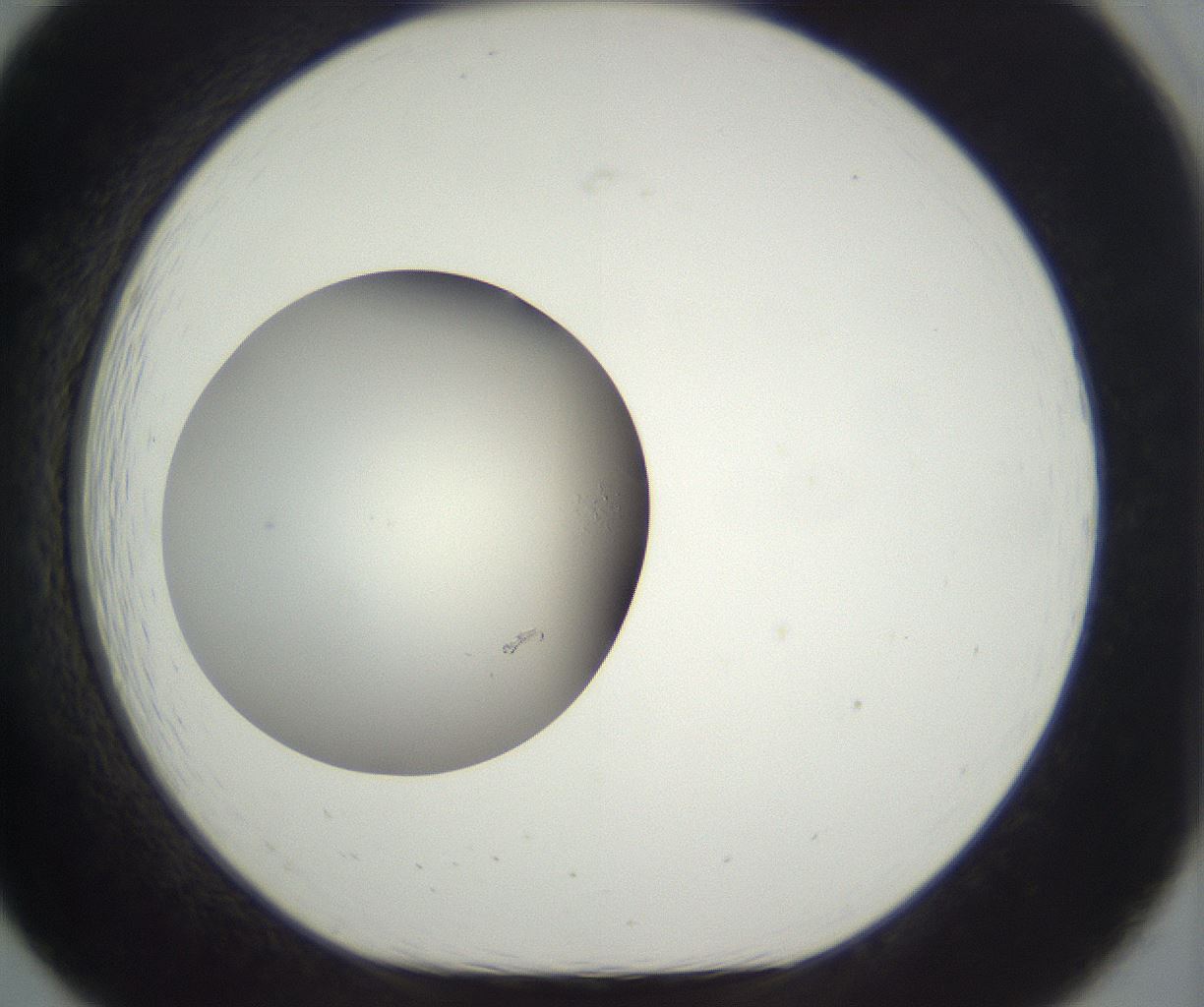 folderID288_plateID3288_batchID19719_wellNum19_profileID1_d1_r290086_ef.jpg