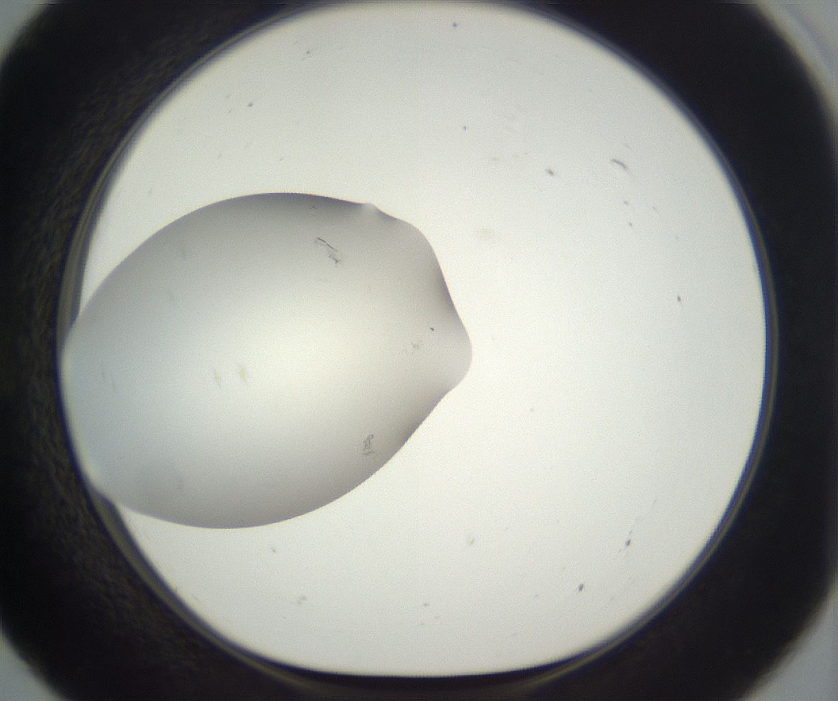 folderID288_plateID3288_batchID20046_wellNum55_profileID1_d1_r290122_ef.jpg