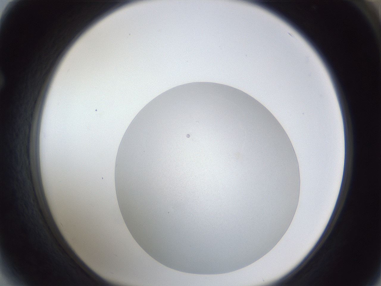 folderID28_plateID1028_batchID1810_wellNum64_profileID1_d1_r44066_ef.jpg