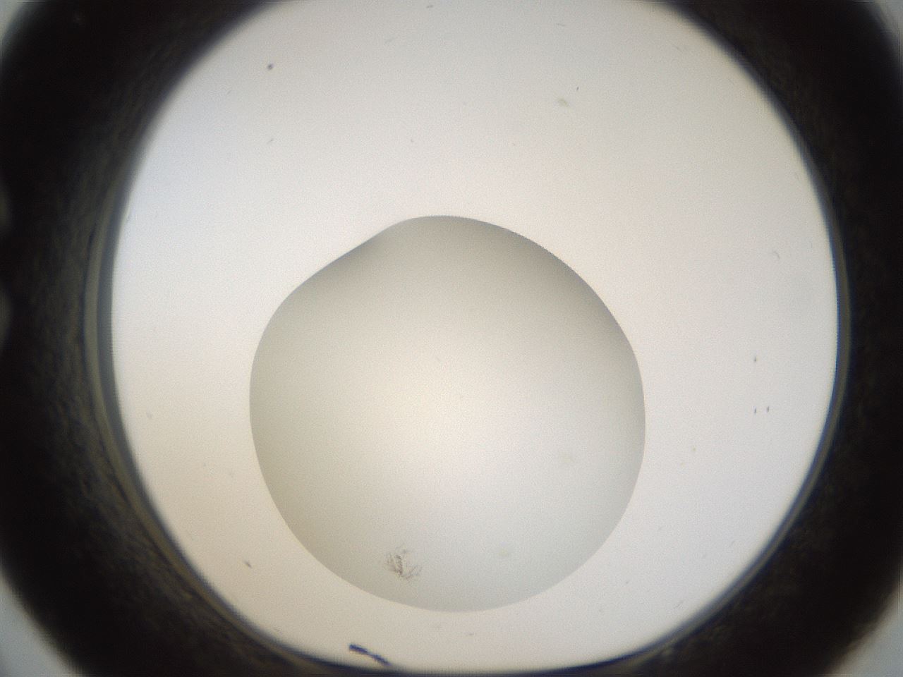 folderID289_plateID1289_batchID4393_wellNum33_profileID1_d1_r77304_ef.jpg
