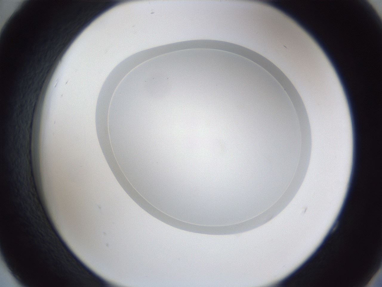 folderID28_plateID1028_batchID1858_wellNum52_profileID1_d2_r44043_ef.jpg