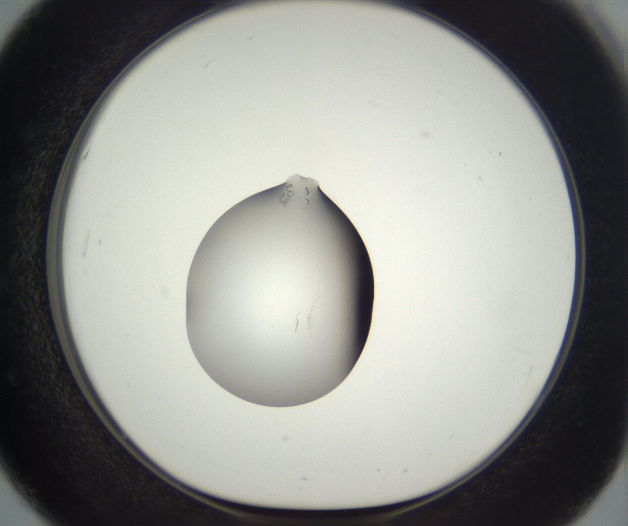 folderID292_plateID3292_batchID18797_wellNum51_profileID1_d1_r290214_ef.jpg