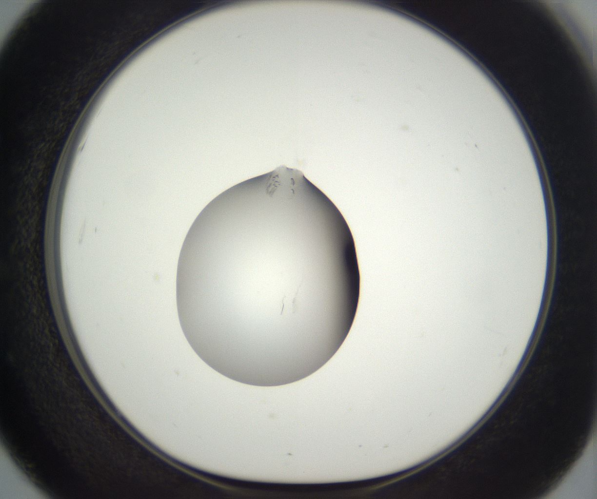 folderID292_plateID3292_batchID18878_wellNum51_profileID1_d1_r290214_ef.jpg