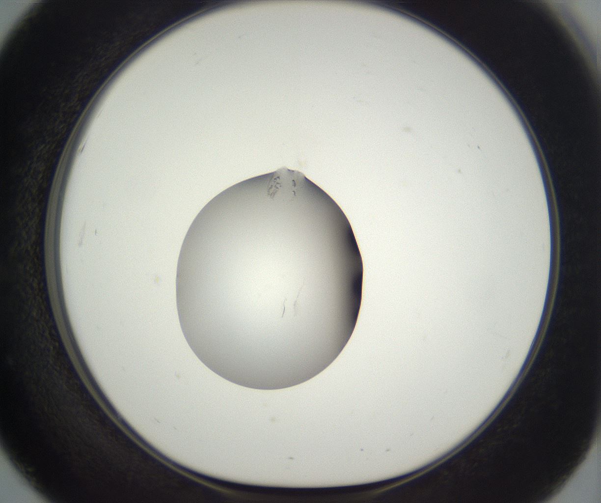 folderID292_plateID3292_batchID19400_wellNum51_profileID1_d1_r290214_ef.jpg