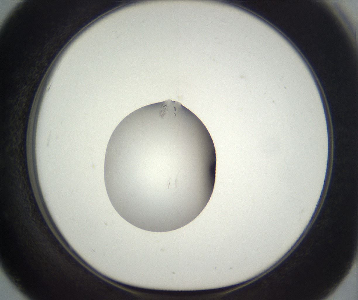 folderID292_plateID3292_batchID20047_wellNum51_profileID1_d1_r290214_ef.jpg