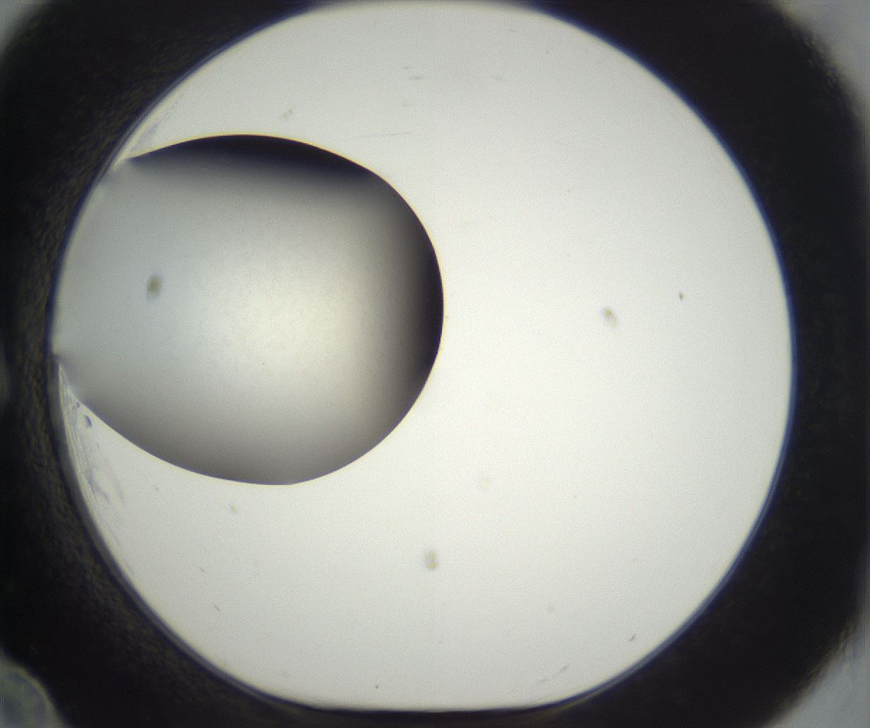folderID297_plateID3297_batchID18841_wellNum12_profileID1_d1_r290463_ef.jpg