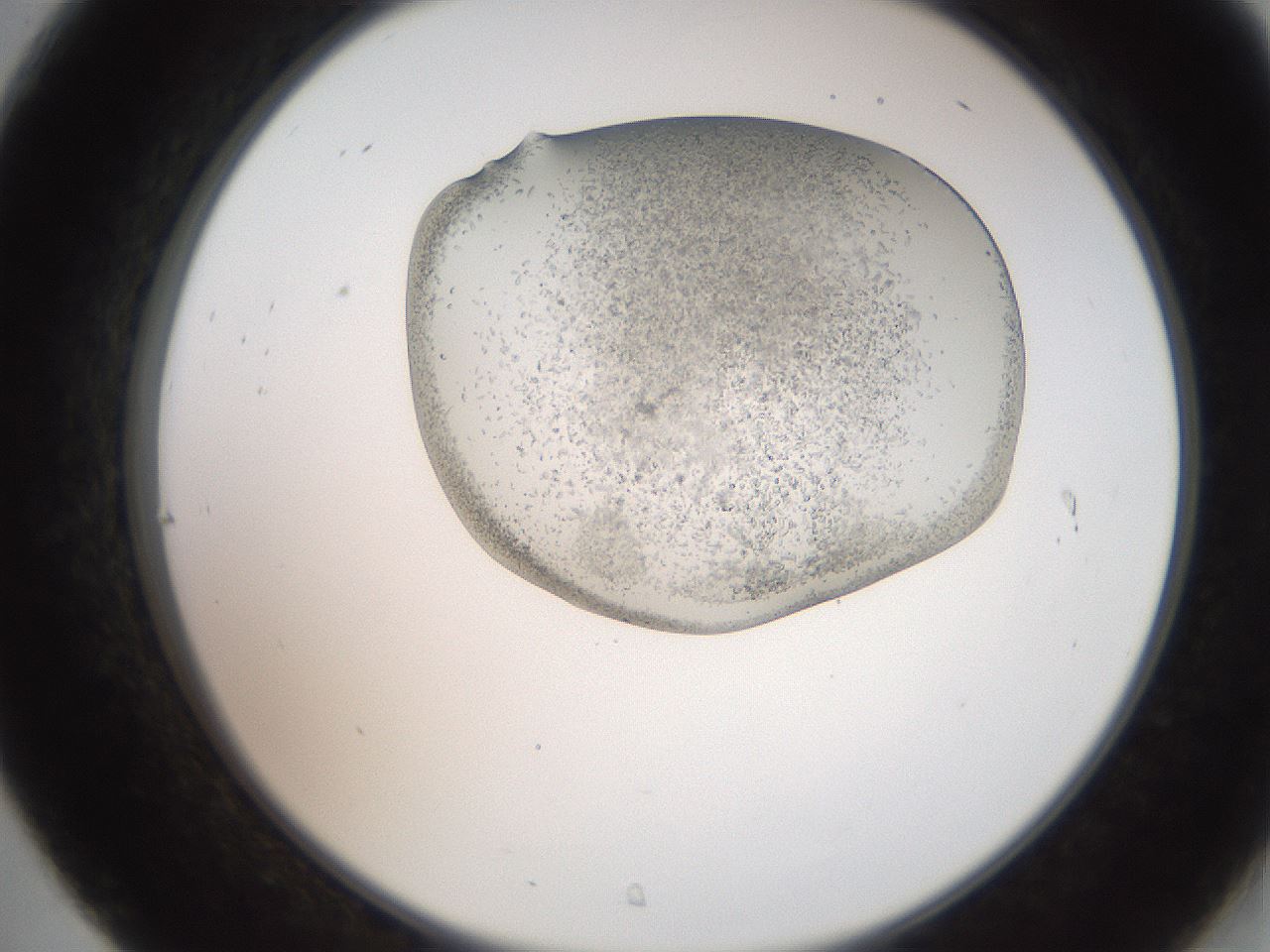 folderID205_plateID2205_batchID9904_wellNum31_profileID1_d2_r150004_ef.jpg