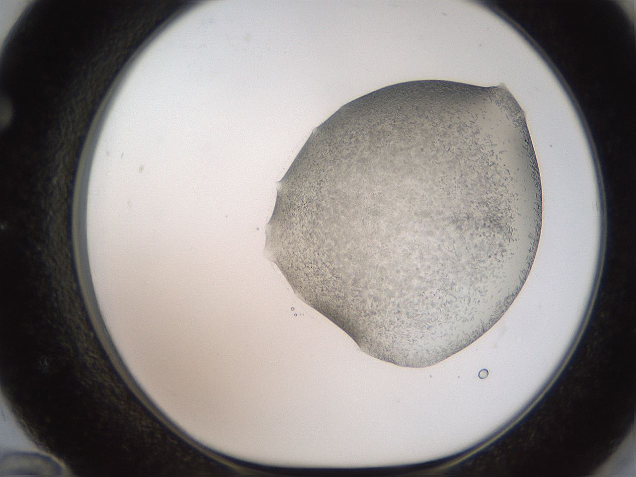 folderID206_plateID2206_batchID9795_wellNum72_profileID1_d1_r149893_ef.jpg