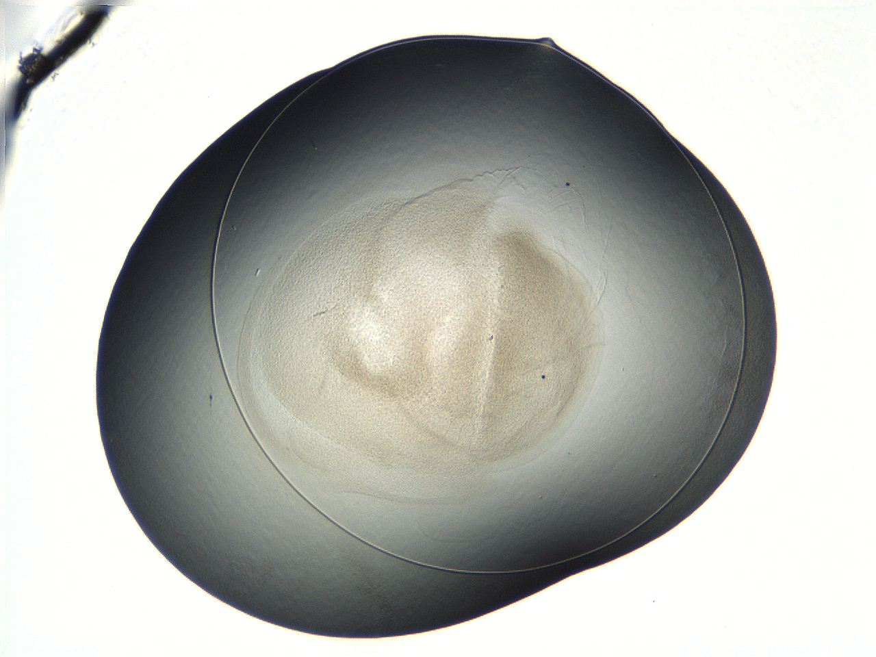 04vf_D5_ImagerDefaults_3.jpg