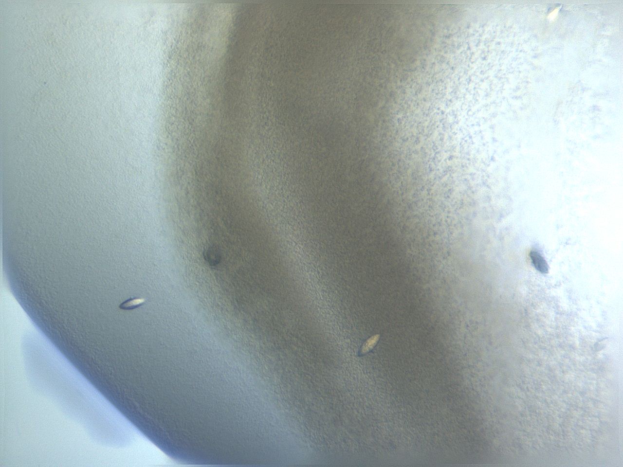 04vh_D12_ImagerDefaults_9.jpg
