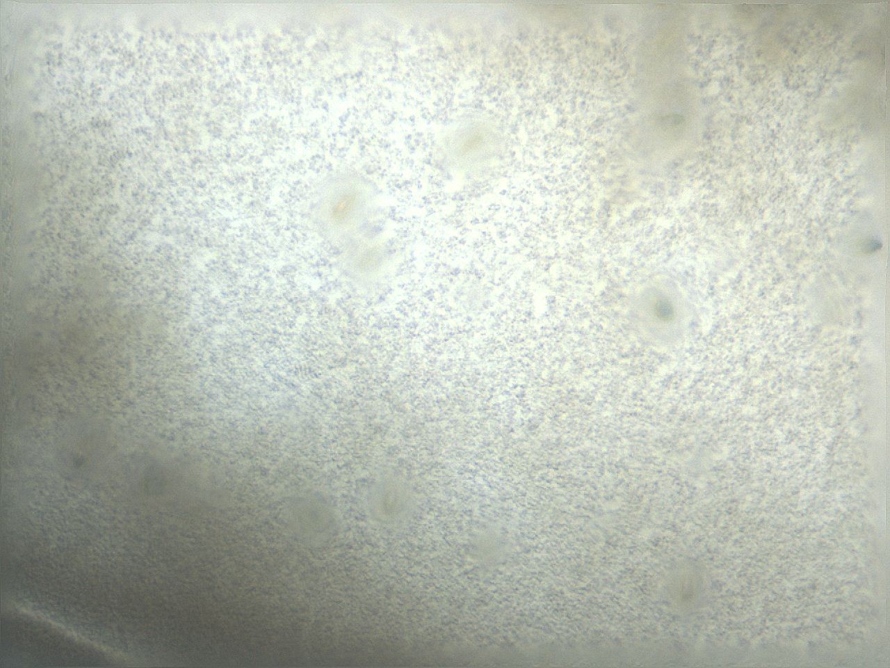 04vh_D10_ImagerDefaults_8.jpg