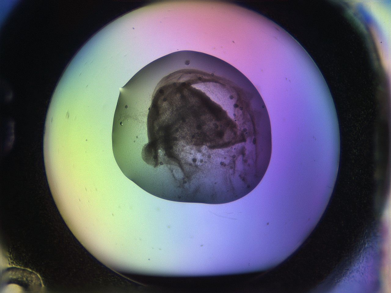 04vu_G12_ImagerDefaults_8.jpg