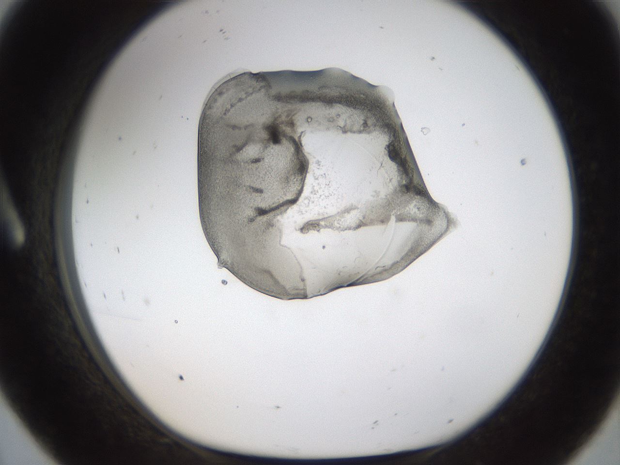 folderID238_plateID1238_batchID4365_wellNum8_profileID1_d1_r72041_ef.jpg