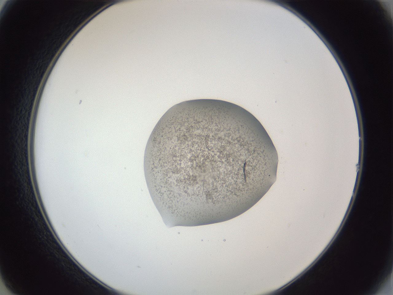 folderID252_plateID1252_batchID4777_wellNum14_profileID1_d2_r72489_ef.jpg