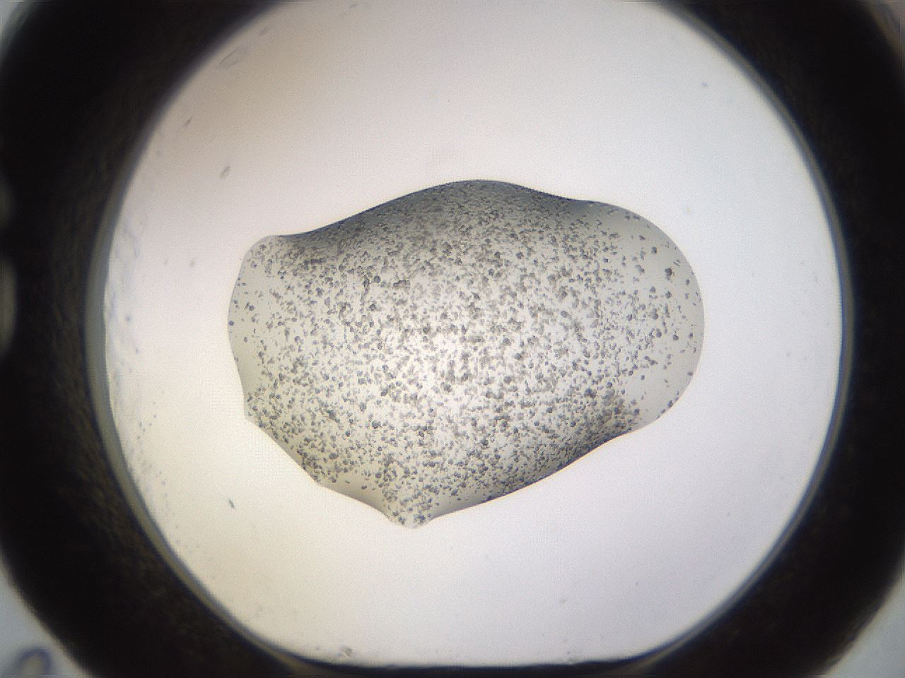 folderID26_plateID3026_batchID16929_wellNum83_profileID1_d1_r253901_ef.jpg
