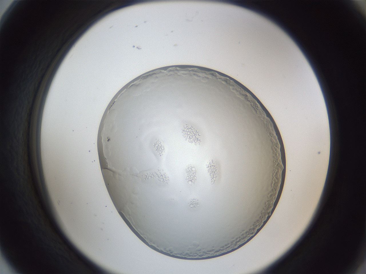 folderID165_plateID1165_batchID2761_wellNum80_profileID1_d2_r61246_ef.jpg