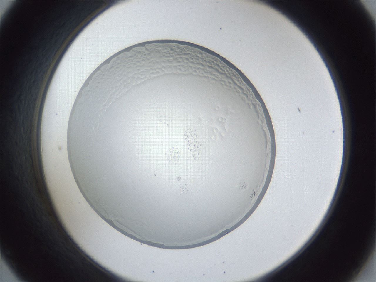 folderID165_plateID1165_batchID2958_wellNum20_profileID1_d2_r61126_ef.jpg
