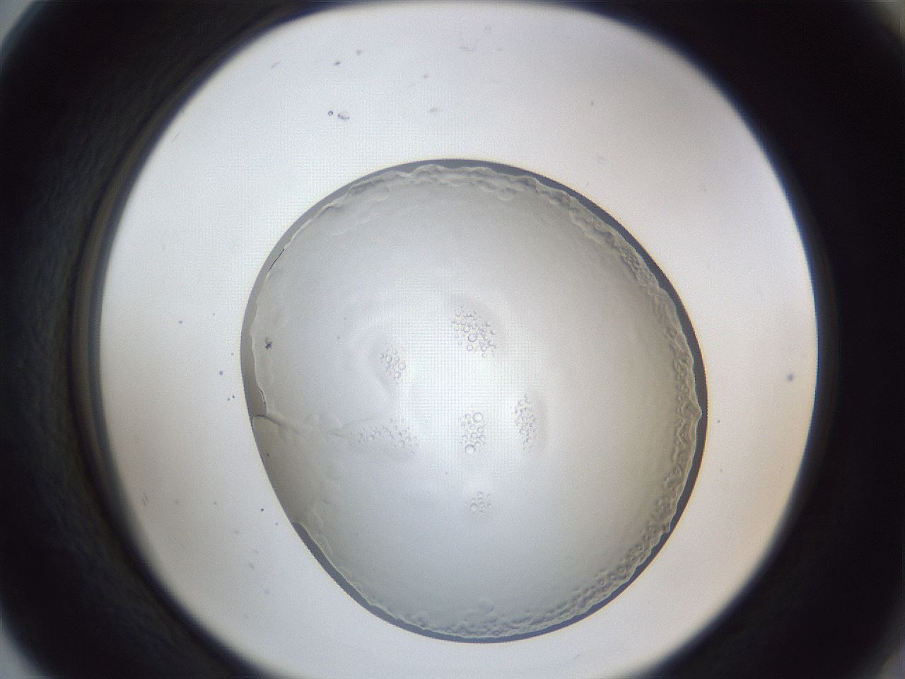 folderID165_plateID1165_batchID3001_wellNum80_profileID1_d2_r61246_ef.jpg