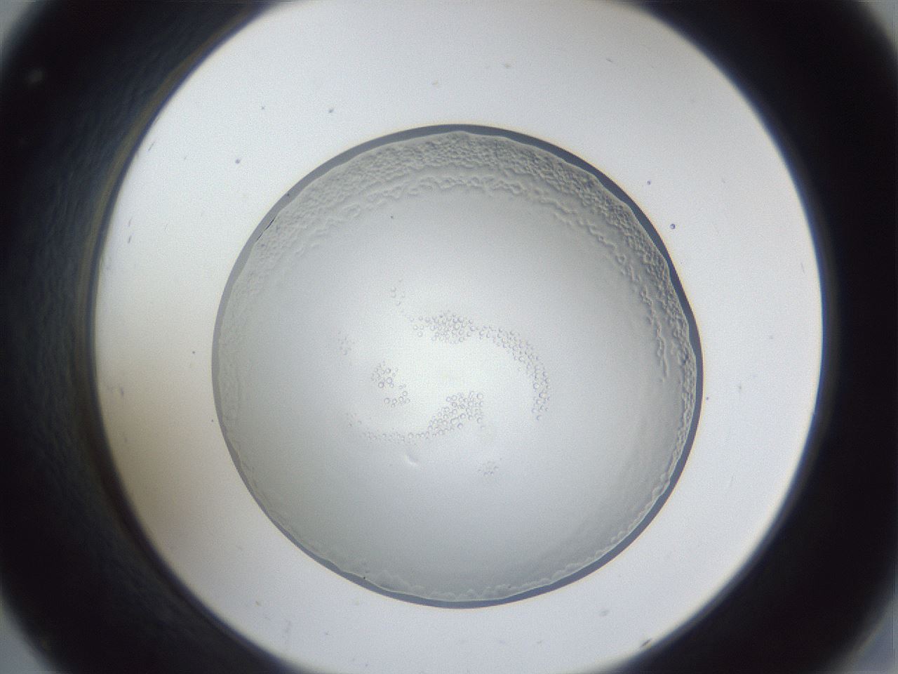 folderID165_plateID1165_batchID3016_wellNum32_profileID1_d2_r61150_ef.jpg