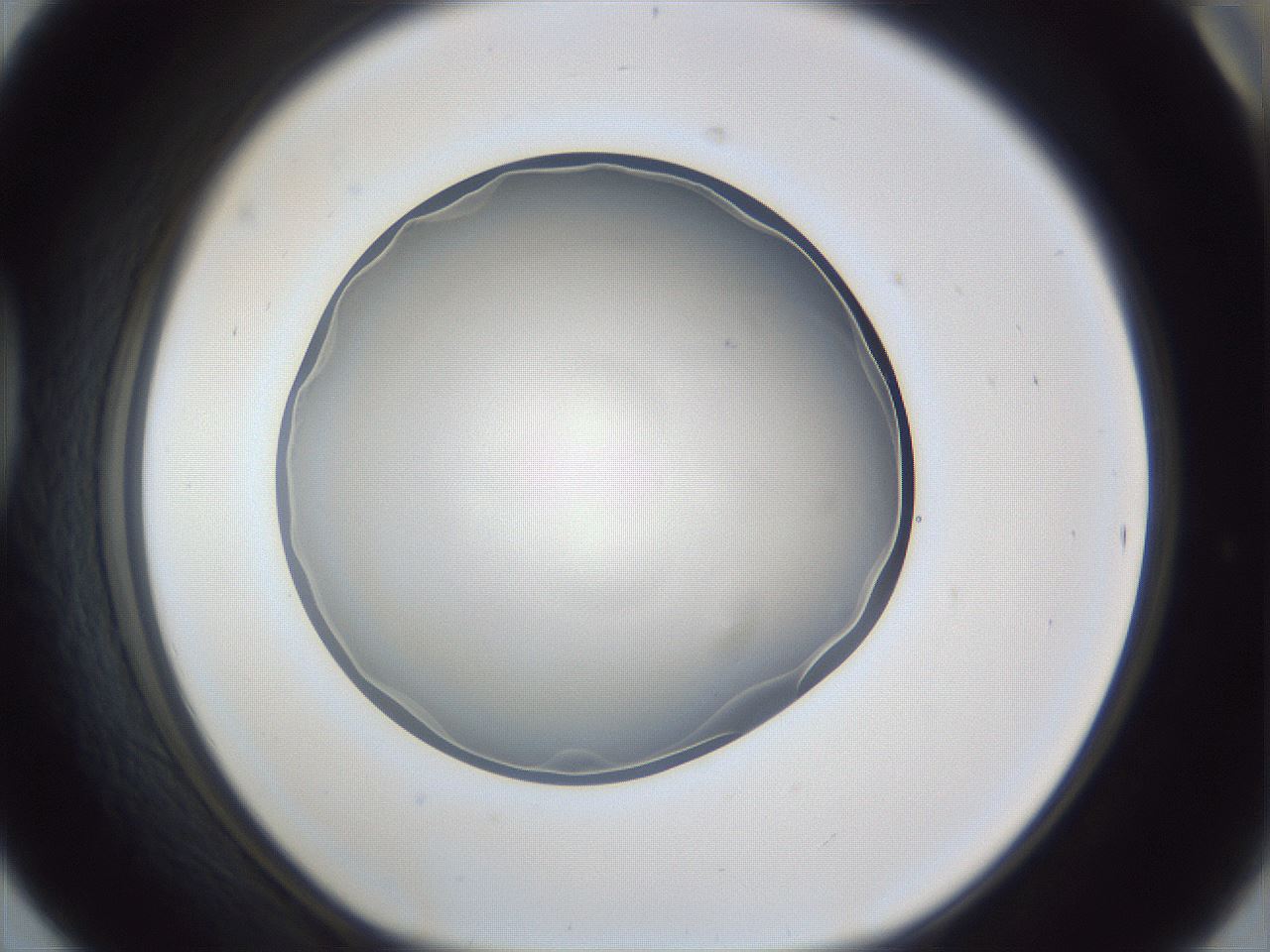 folderID165_plateID1165_batchID3016_wellNum42_profileID1_d1_r61169_ef.jpg