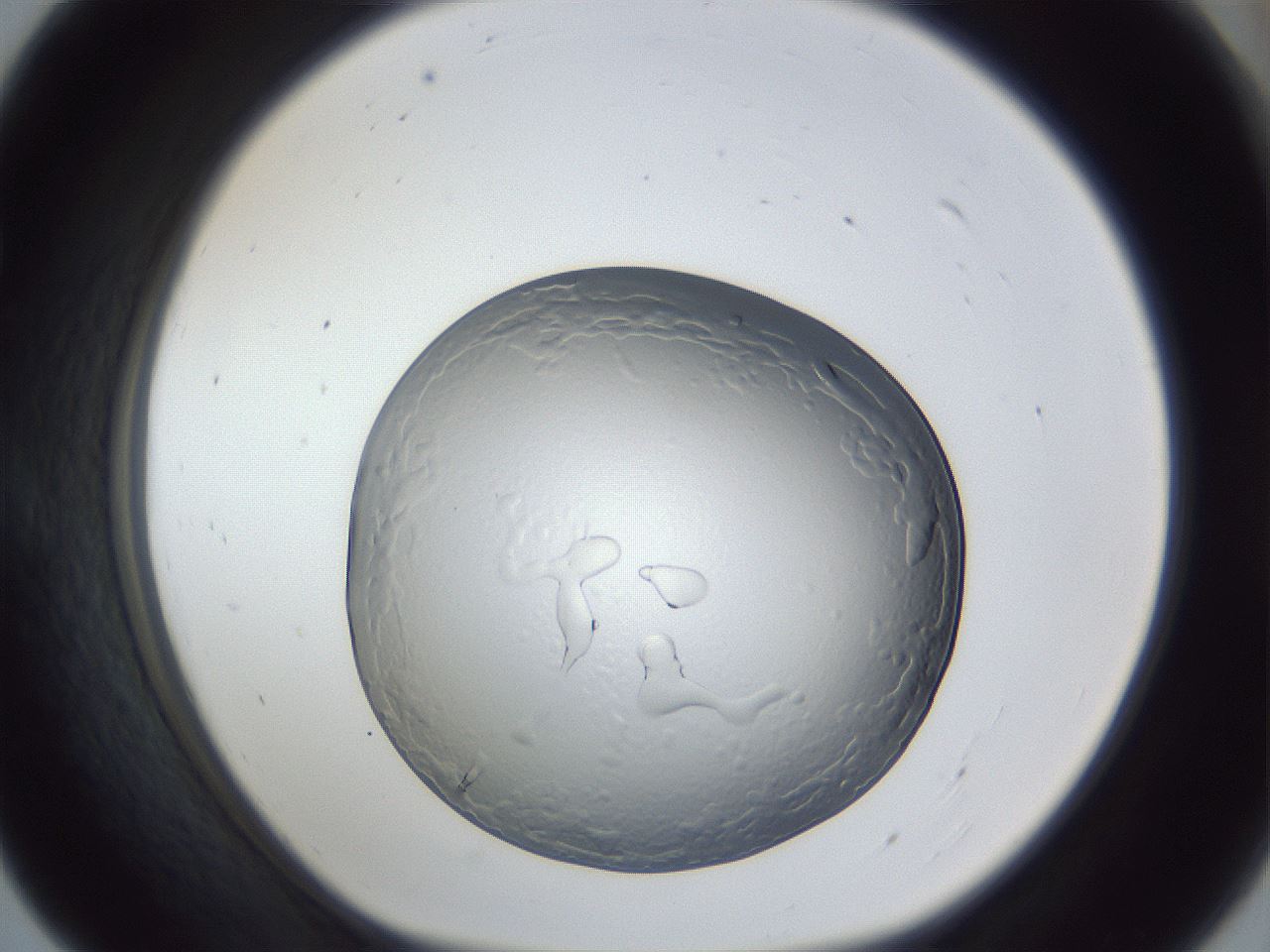 folderID165_plateID1165_batchID3016_wellNum55_profileID1_d1_r61195_ef.jpg