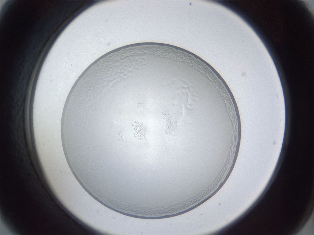 folderID165_plateID1165_batchID2761_wellNum8_profileID1_d2_r61102_ef.jpg