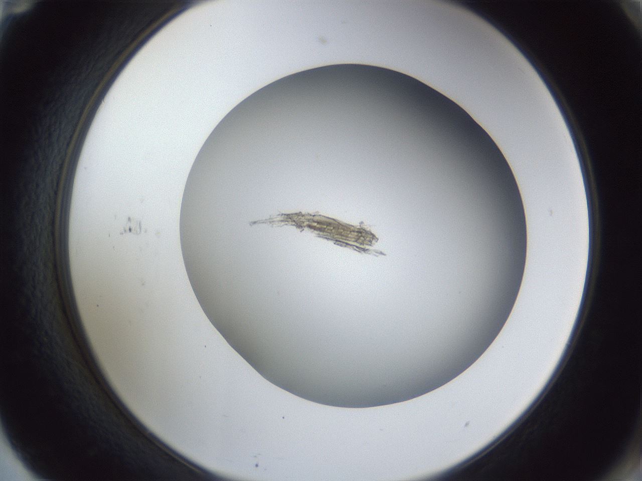 folderID166_plateID1166_batchID2735_wellNum71_profileID1_d2_r61420_ef.jpg
