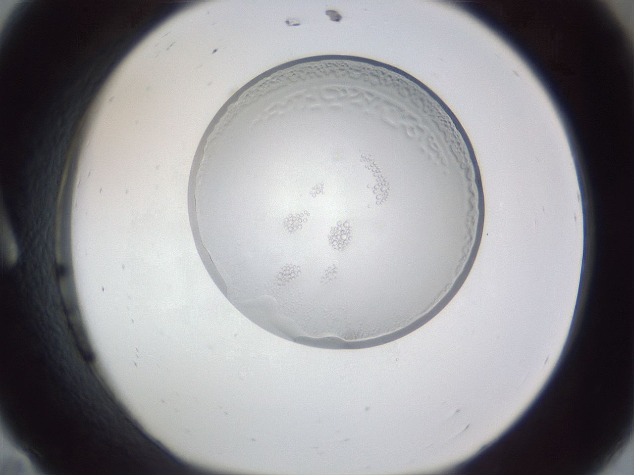 folderID166_plateID1166_batchID3017_wellNum11_profileID1_d1_r61299_ef.jpg