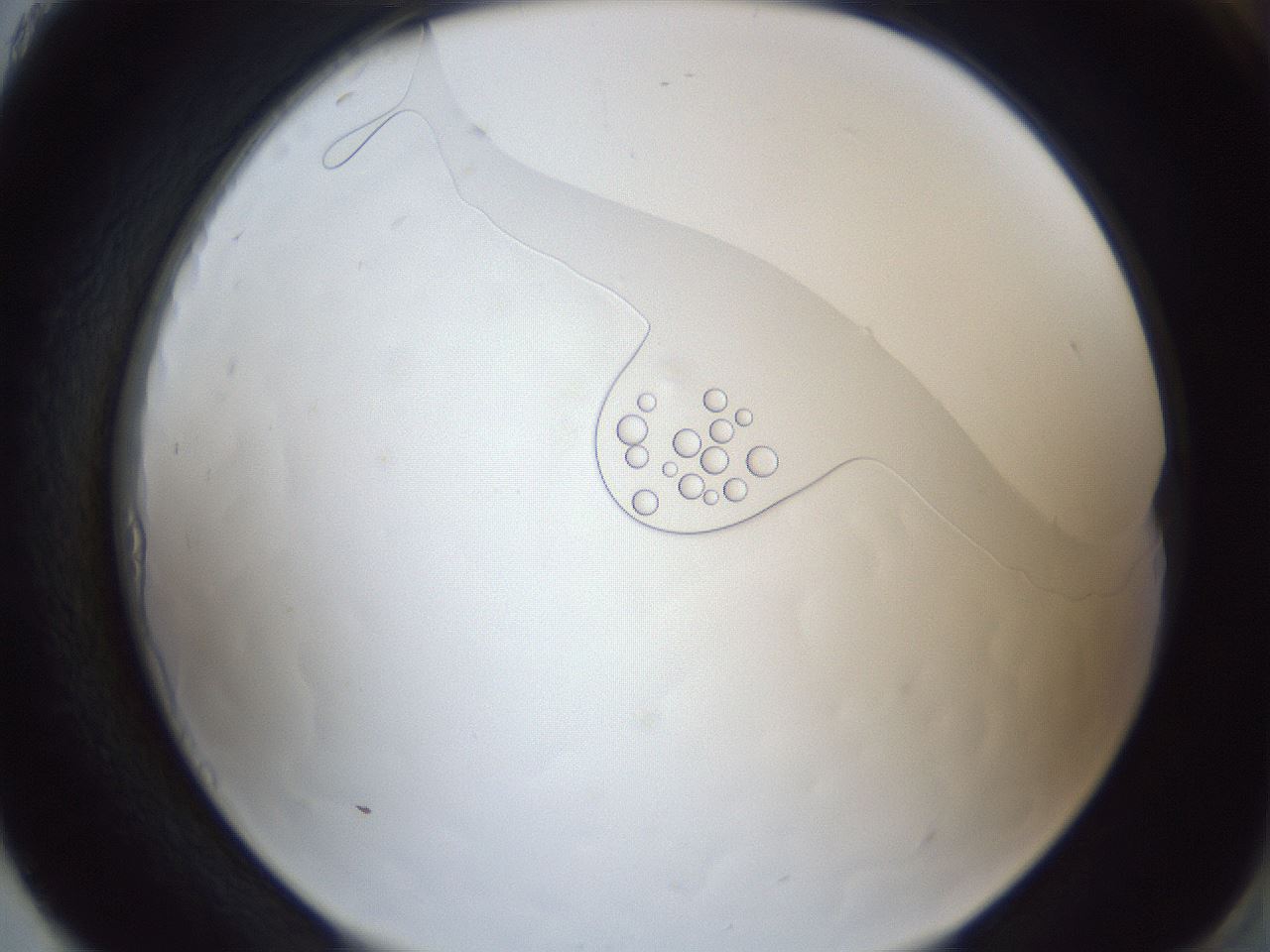 folderID166_plateID1166_batchID3739_wellNum93_profileID1_d2_r61464_ef.jpg