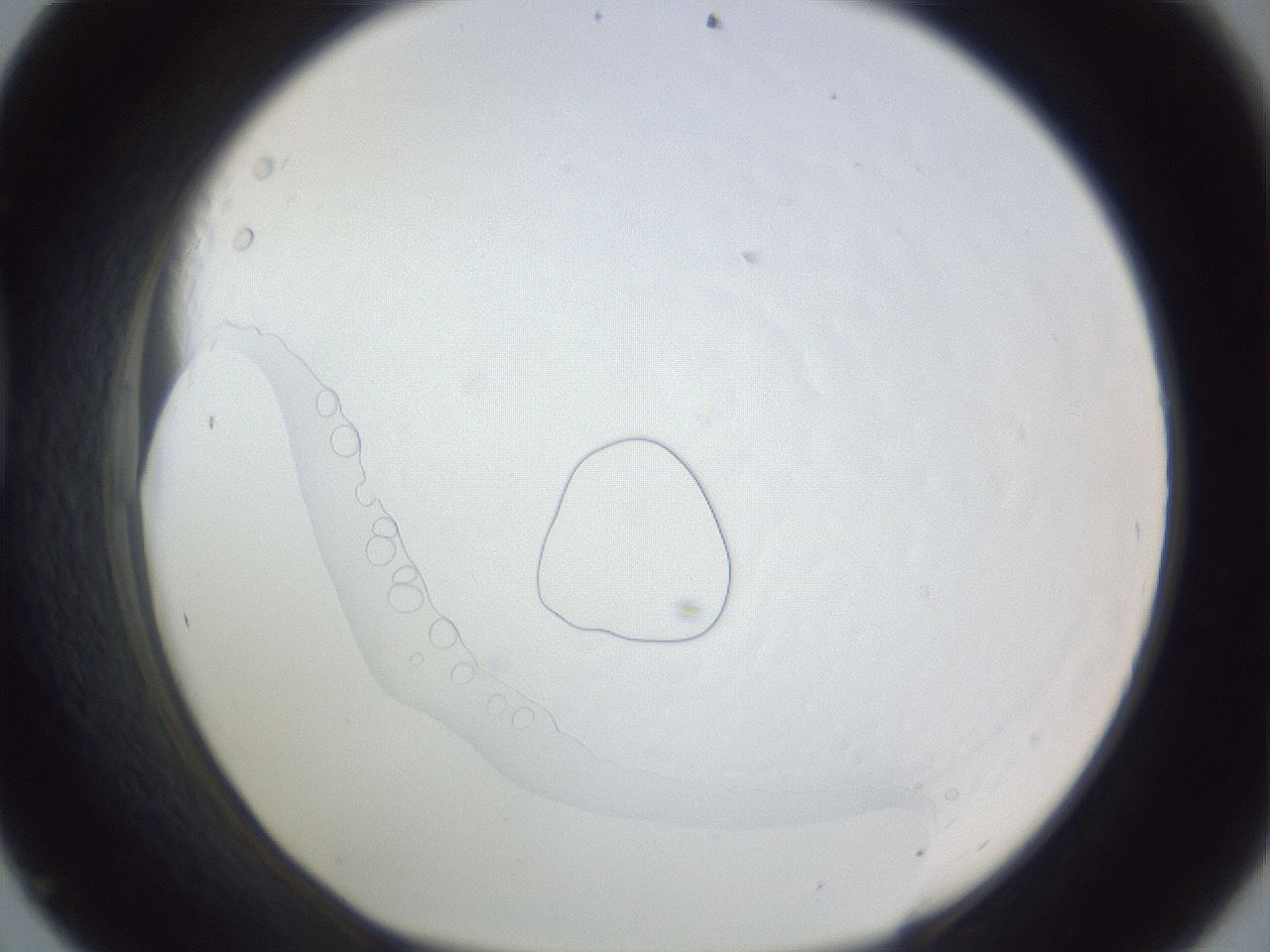 folderID167_plateID1167_batchID3284_wellNum45_profileID1_d1_r61559_ef.jpg