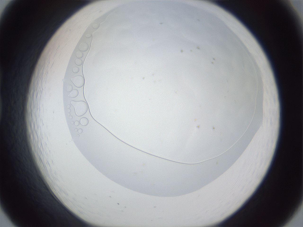 folderID167_plateID1167_batchID3741_wellNum20_profileID1_d1_r61509_ef.jpg
