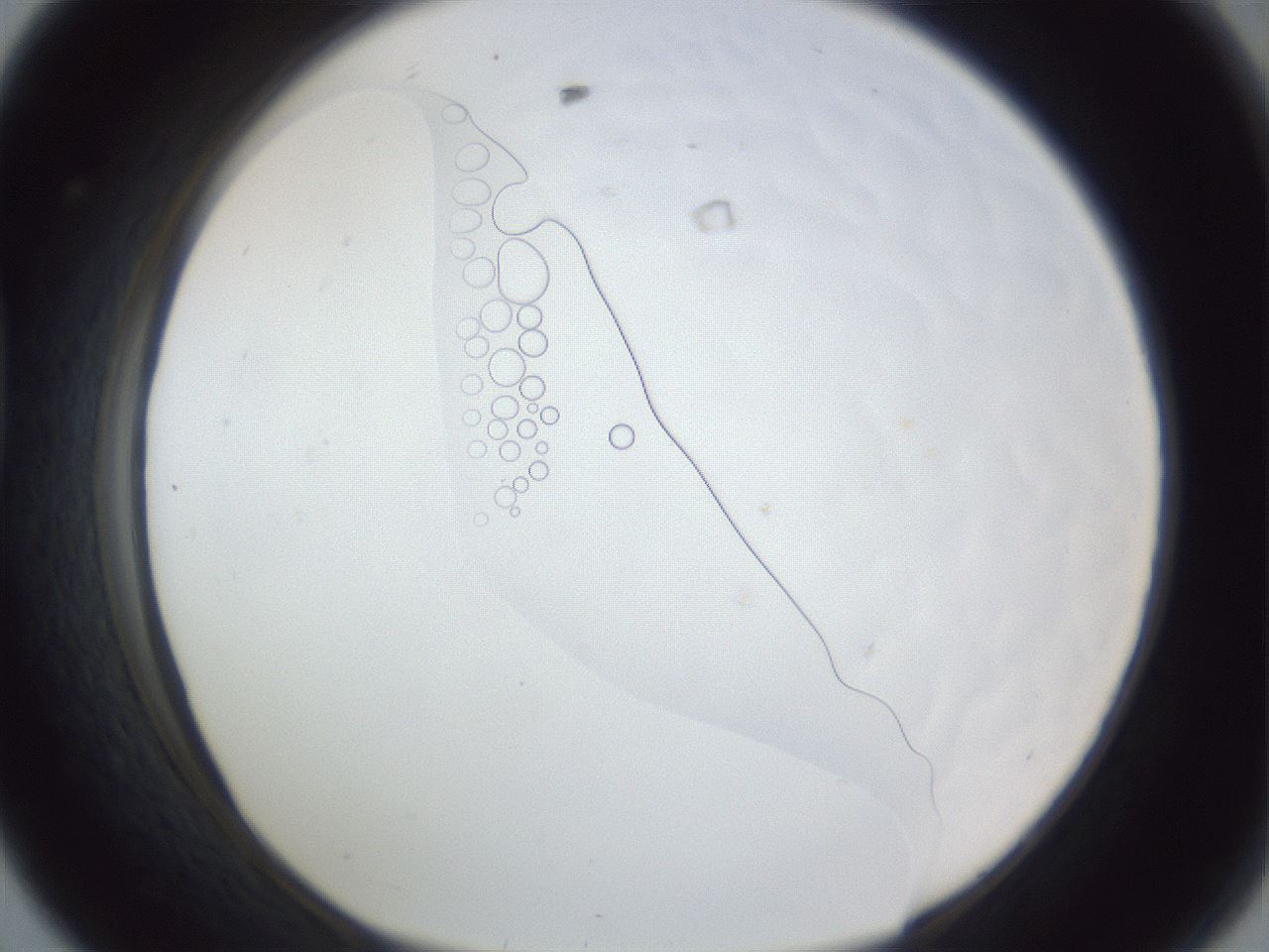 folderID167_plateID1167_batchID3741_wellNum44_profileID1_d1_r61557_ef.jpg
