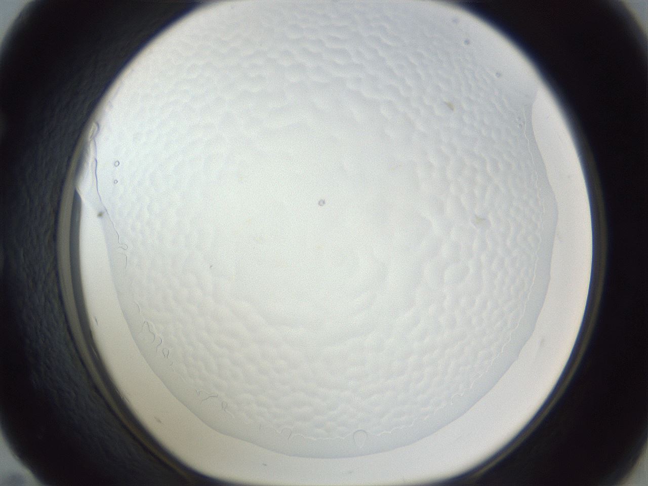 folderID167_plateID1167_batchID3741_wellNum59_profileID1_d1_r61587_ef.jpg