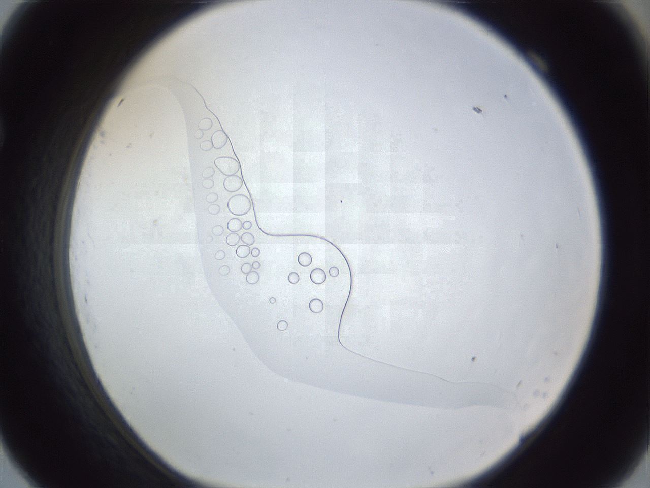 folderID167_plateID1167_batchID3741_wellNum69_profileID1_d1_r61607_ef.jpg
