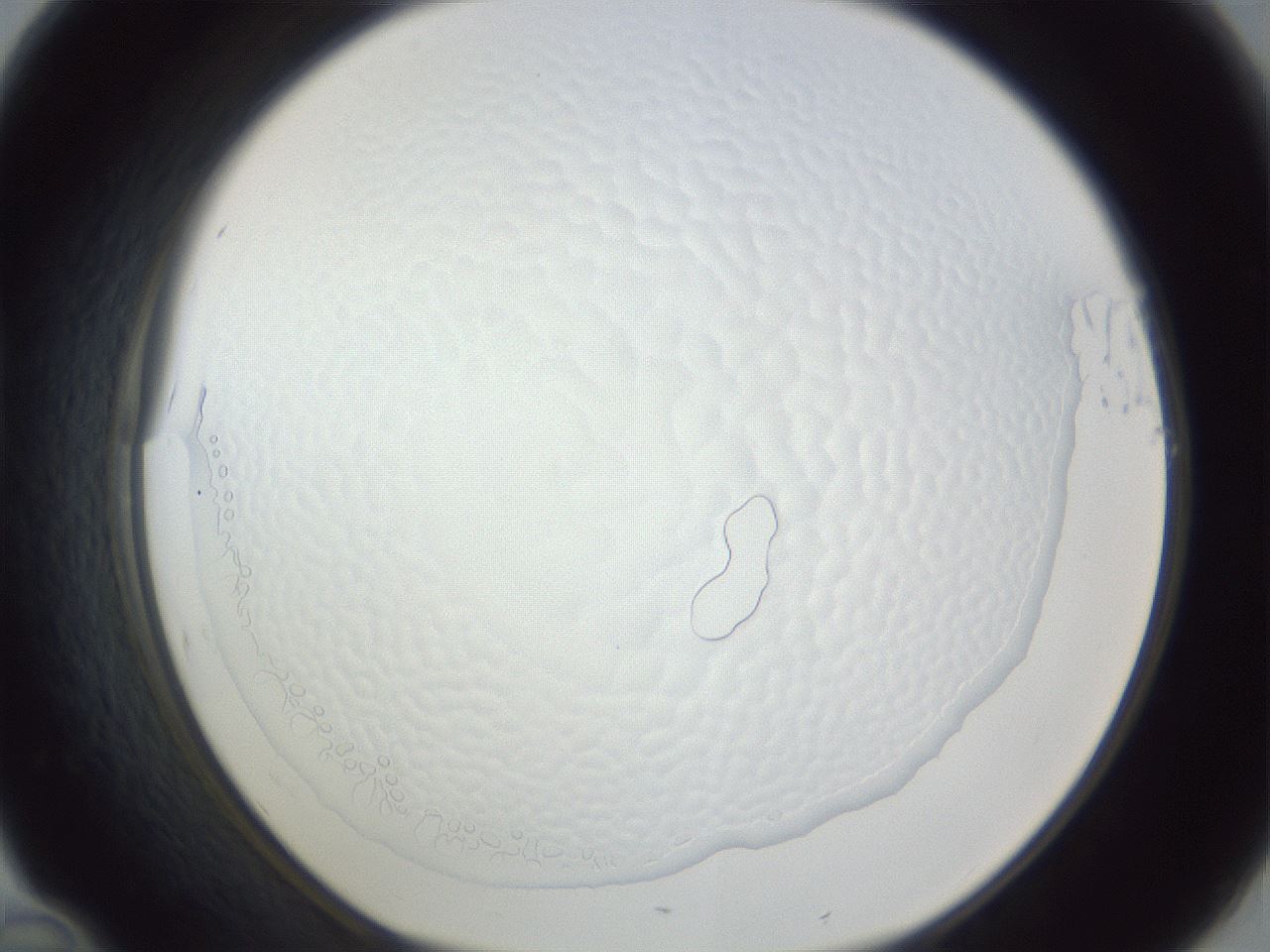 folderID167_plateID1167_batchID3990_wellNum46_profileID1_d1_r61561_ef.jpg