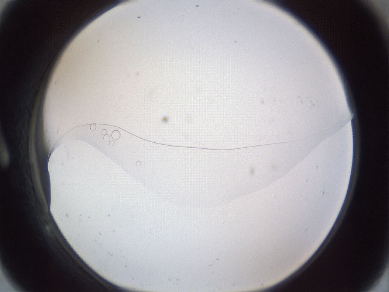 folderID167_plateID1167_batchID3990_wellNum9_profileID1_d1_r61487_ef.jpg