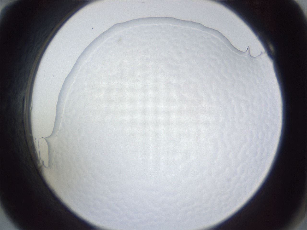 folderID166_plateID1166_batchID3989_wellNum10_profileID1_d2_r61298_ef.jpg