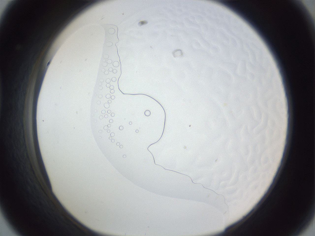 folderID167_plateID1167_batchID3018_wellNum44_profileID1_d1_r61557_ef.jpg
