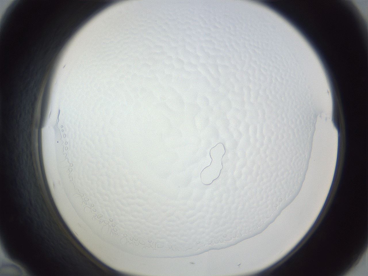 folderID167_plateID1167_batchID3741_wellNum46_profileID1_d1_r61561_ef.jpg