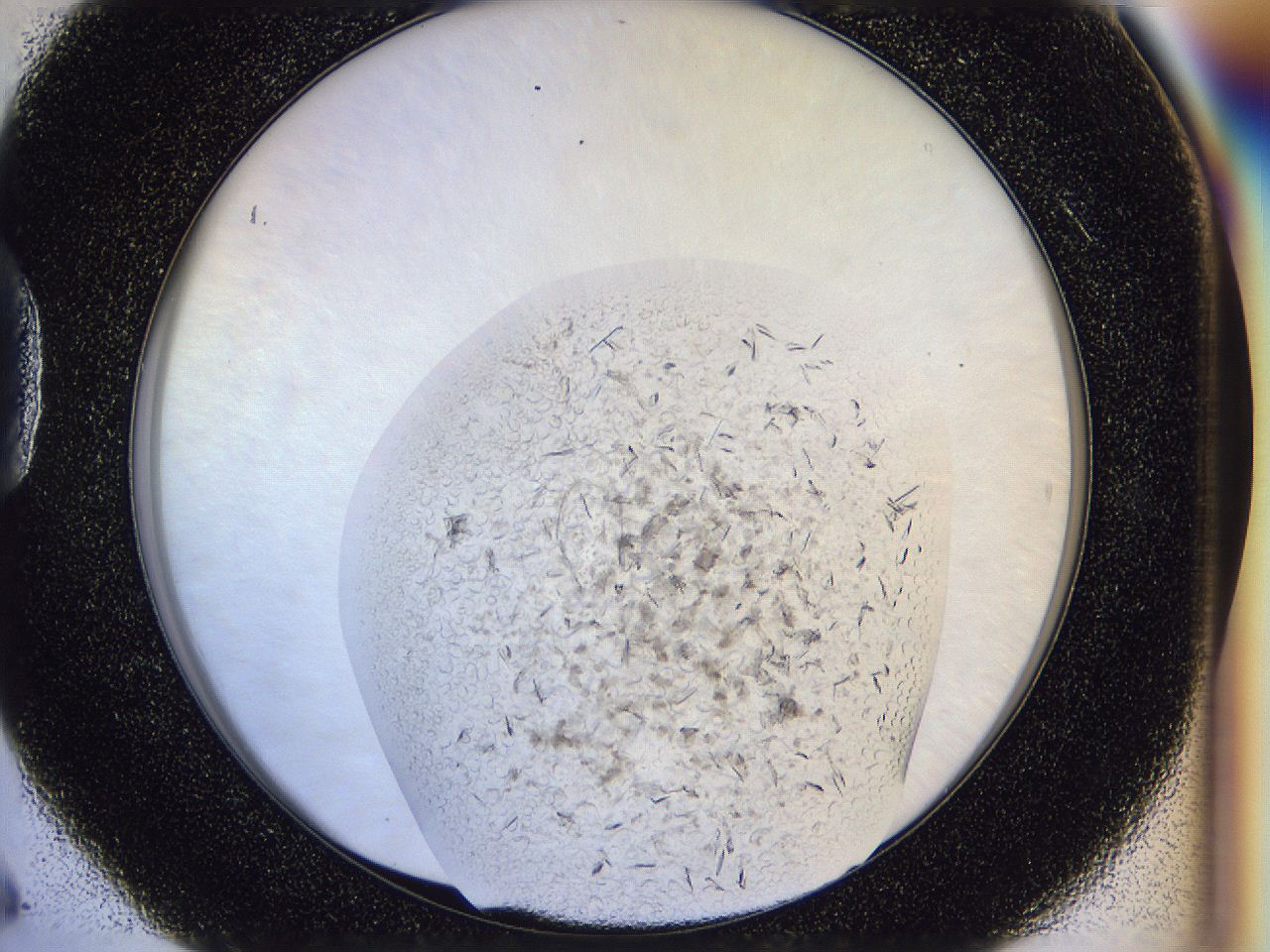 04zw_D6_ImagerDefaults_6.jpg