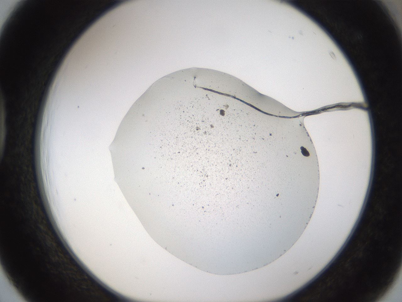 folderID180_plateID3180_batchID17699_wellNum39_profileID1_d1_r274491_ef.jpg