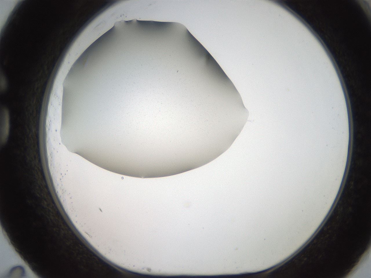 folderID185_plateID2185_batchID10242_wellNum83_profileID1_d1_r147913_ef.jpg