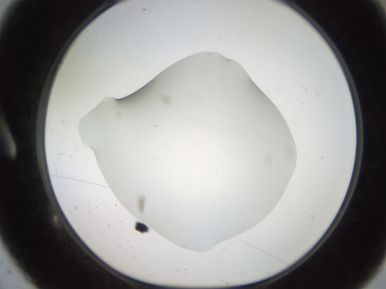 folderID185_plateID2185_batchID9802_wellNum9_profileID1_d1_r147839_ef.jpg