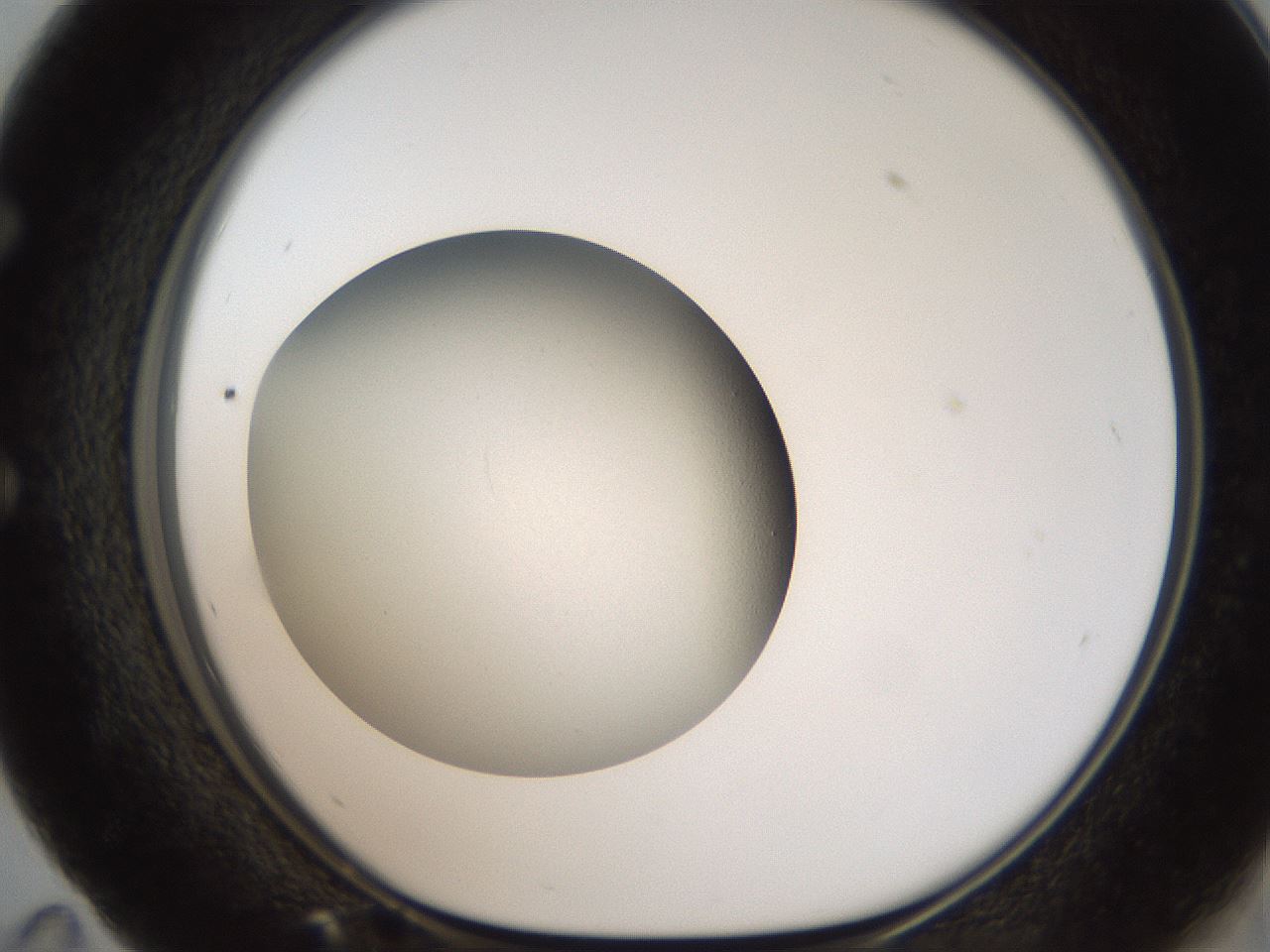 folderID187_plateID2187_batchID10243_wellNum59_profileID1_d1_r148273_ef.jpg