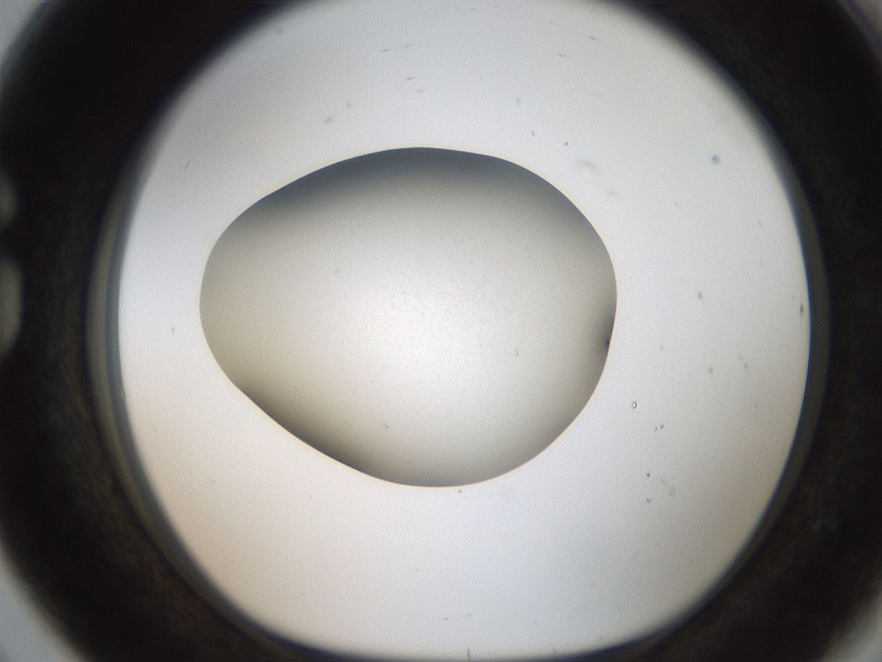 folderID187_plateID2187_batchID9846_wellNum80_profileID1_d1_r148294_ef.jpg